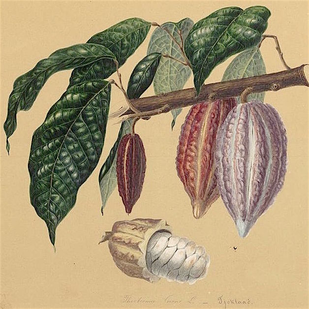 DELUXE COCOA BLENDS
